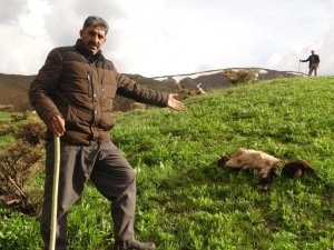 Kurtlar sürüye daldı, onlarca koyun telef oldu