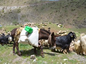 Beytüşşebap'ta göçerler yaylaya ulaştı