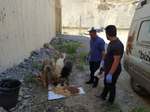 Hakkari’de sokak hayvanlarına sakatat bırakıldı