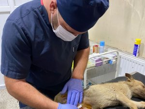 Aracın çarptığı köpek için zamanla yarış