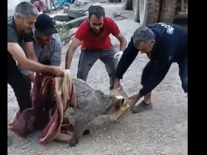 Kafası tenekeye sıkışan yavru ayı kurtarıldı