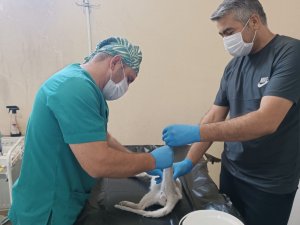 Hakkari Jandarma Haydi ekibi sokak kedisi için harekete geçti