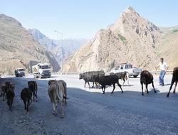 Başıboş hayvanlar şehir dışına çıkartıldı