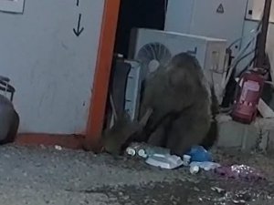 Kedi ve Ayı'nın ekmek mücadelesi