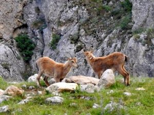 Dağ keçileriyle inek sürüsü bir arada