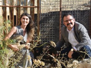 Sahipsiz yavru köpeklere kaymakam sahip çıktı