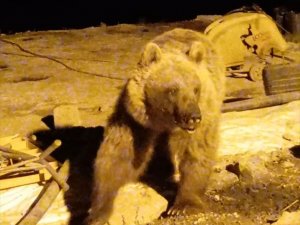 Hakkari'de ayılar bir şantiyeyi mesken tuttu