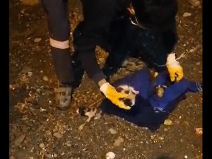 Yavru kedilere canlı çöp kutusuna attılar