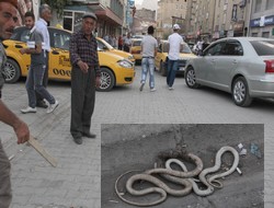 Hakkari'de yılan korkusu