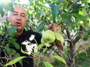 Çiçek açan armut ağacı şaşırttı