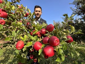 Esendere' de elma hasadı başladı