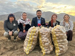 Yüksekova'da patates bereketi!