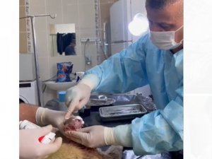 Hakkari’de can dostun ayağı kesilerek kurtarıldı
