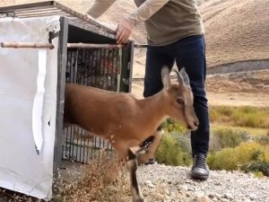 Yavru dağ keçisi doğal ortamına bırakıldı