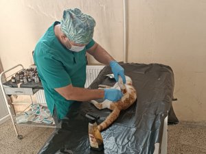 Hakkari'de kedi hastalıkları arttı