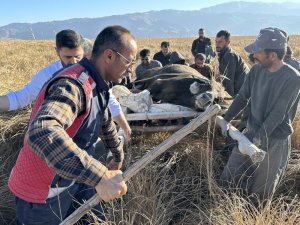 Sedye ile inek kurtarma operasyonu