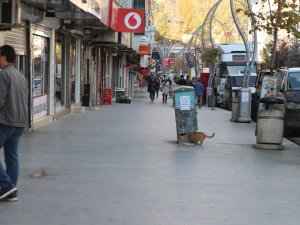 Elektrik panosu 4 kedinin canını aldı