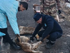 Çukurca'da can dostlar sağlık taramasından geçirildi