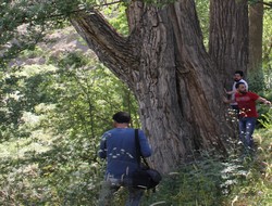 Asırlık ağaç şaşırtıyor