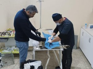 Hakkari’de sahipsiz can dostlar kısırlaştırılıyor