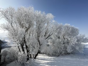 Yüksekova’da ağaçlar kırağı tuttu