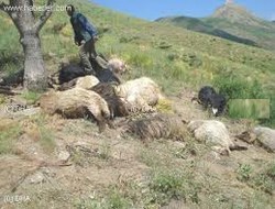 Hakkari'de hayvan hastalığı