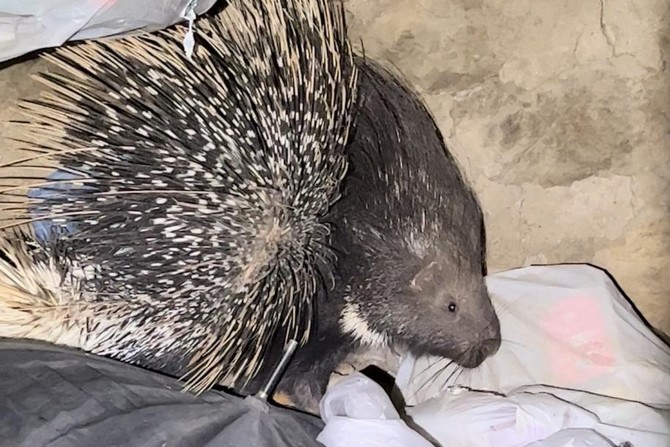 Onbaşılar köyünde Hint oklu kirpi görüntülendi