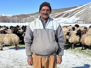 Hakkari'de ithal çoban dönemi