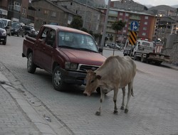 Kaza geliyorum demez?