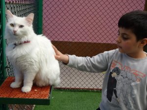 Van Kedi ziyaretçilerini ağırlıyor