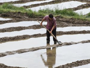 Çukurca’da çeltik mesaisi başladı