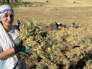 Yüksekova’da nohut hasadı başladı