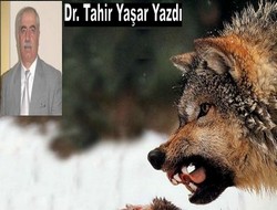 Kurtlarla dans