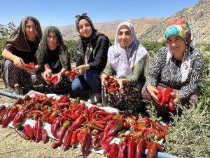 Yüksekova: kadınlar biber hasadına başladı