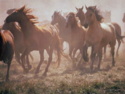 586 AT, KATIR VE EŞEK İTİLAF EDİLDİ