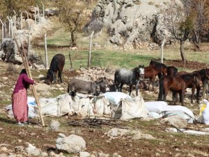 Göçerlerin yayla dönüşü sürüyor