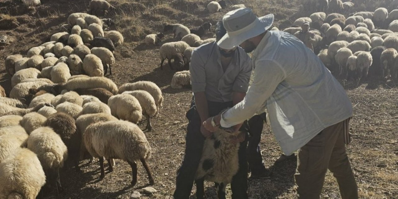 Hakkari'de 62 köyde aşılama çalışması yapıldı