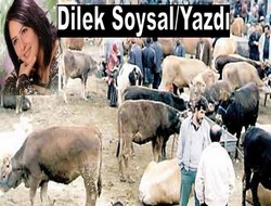 Bedava kurbanlık çok bizde