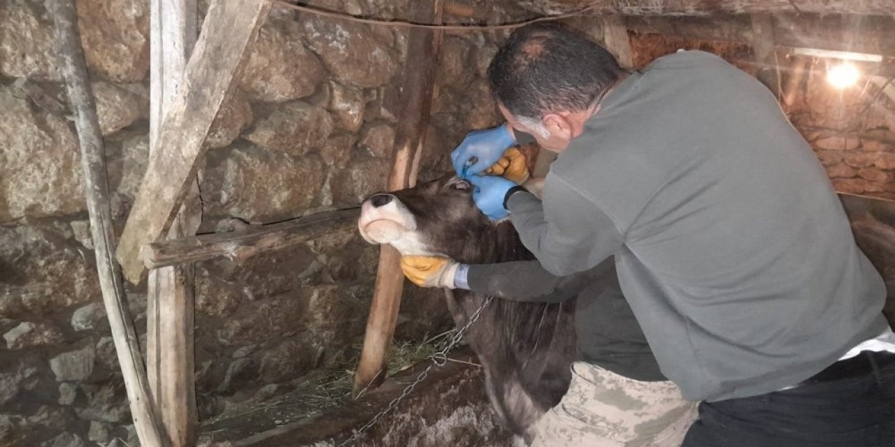 Yüksekova’da hayvan sağlığı için yoğun mesai