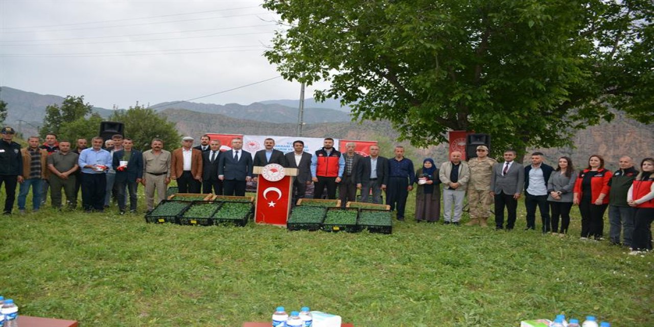 Hakkari'de üreticiye 43 bin fide desteği