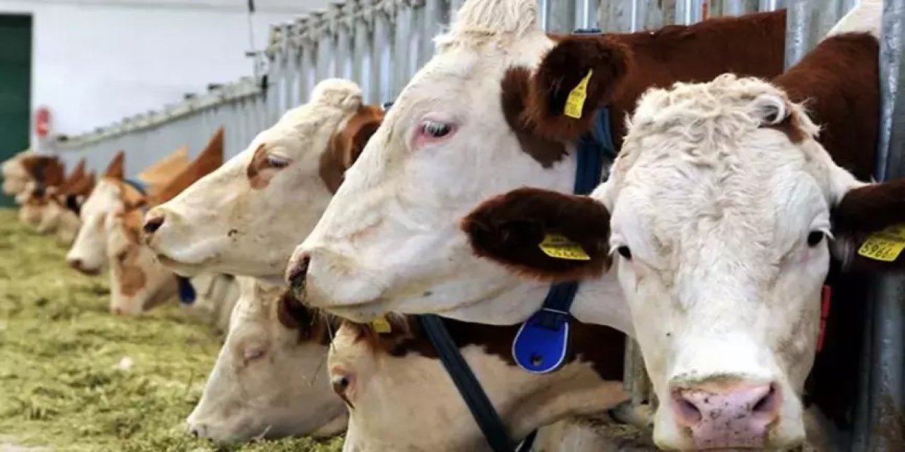 Tarım ve Orman'dan Şap hastalığı açıklaması