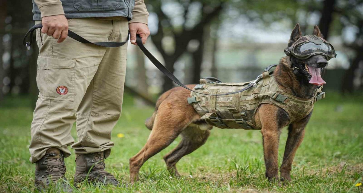 Askeri Köpekler Sahada Harikalar Yaratıyor