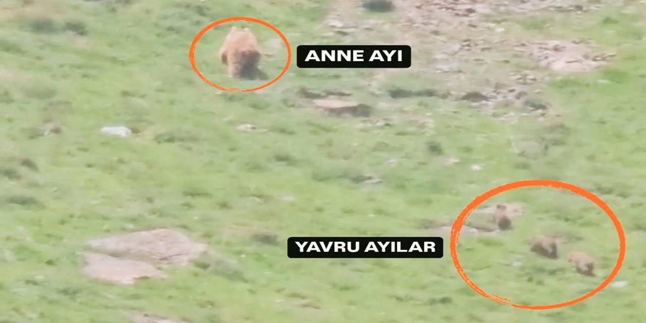 Hakkari Doğanyurt'ta ayı yavruları ile görüntülendi