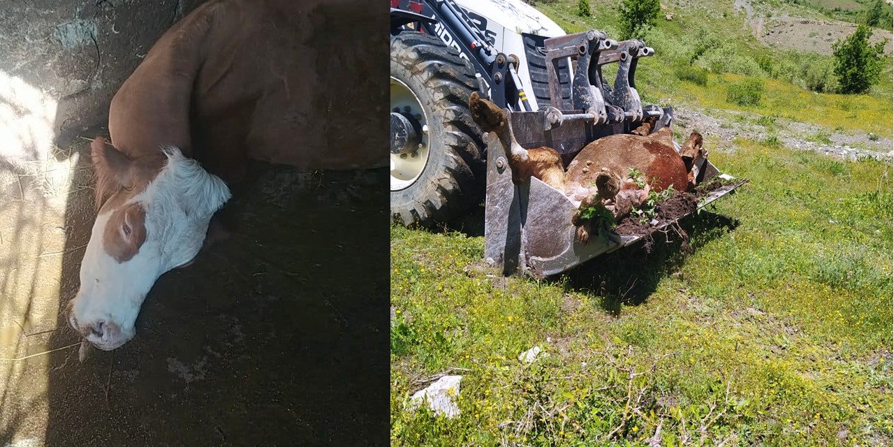 Bir annenin süt İneği için gözyaşları: "Çocuklarımı nasıl okutacağım?"