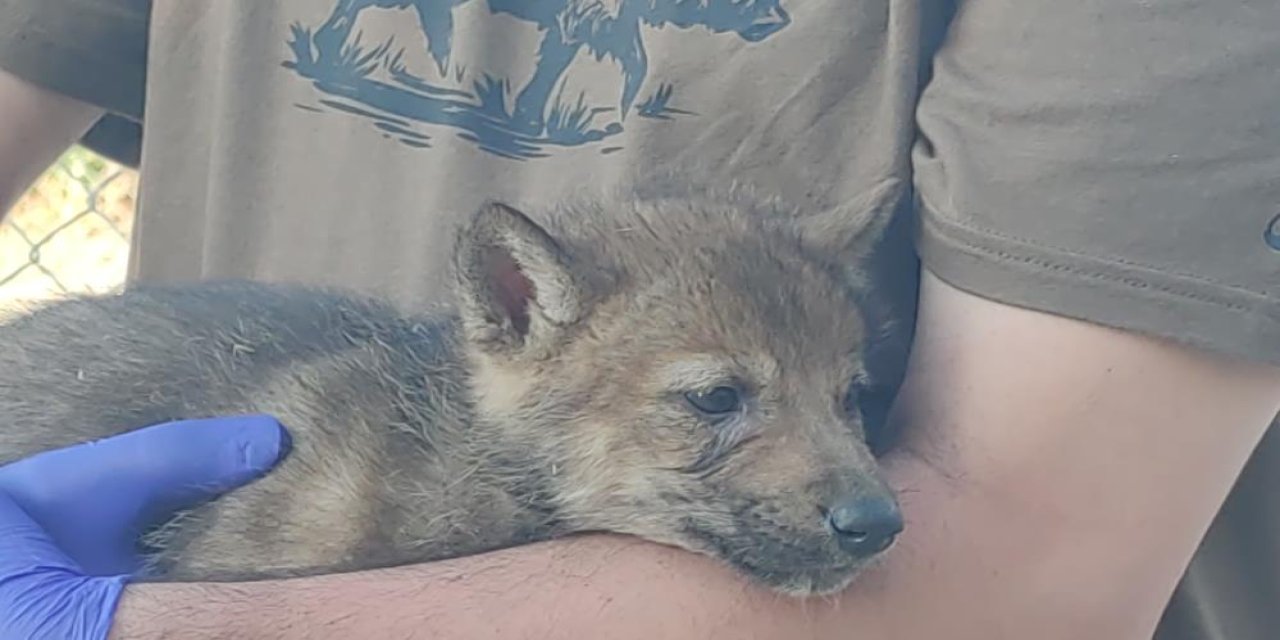 Kurtlar ve köpeklerin akrabalığı araştırılıyor