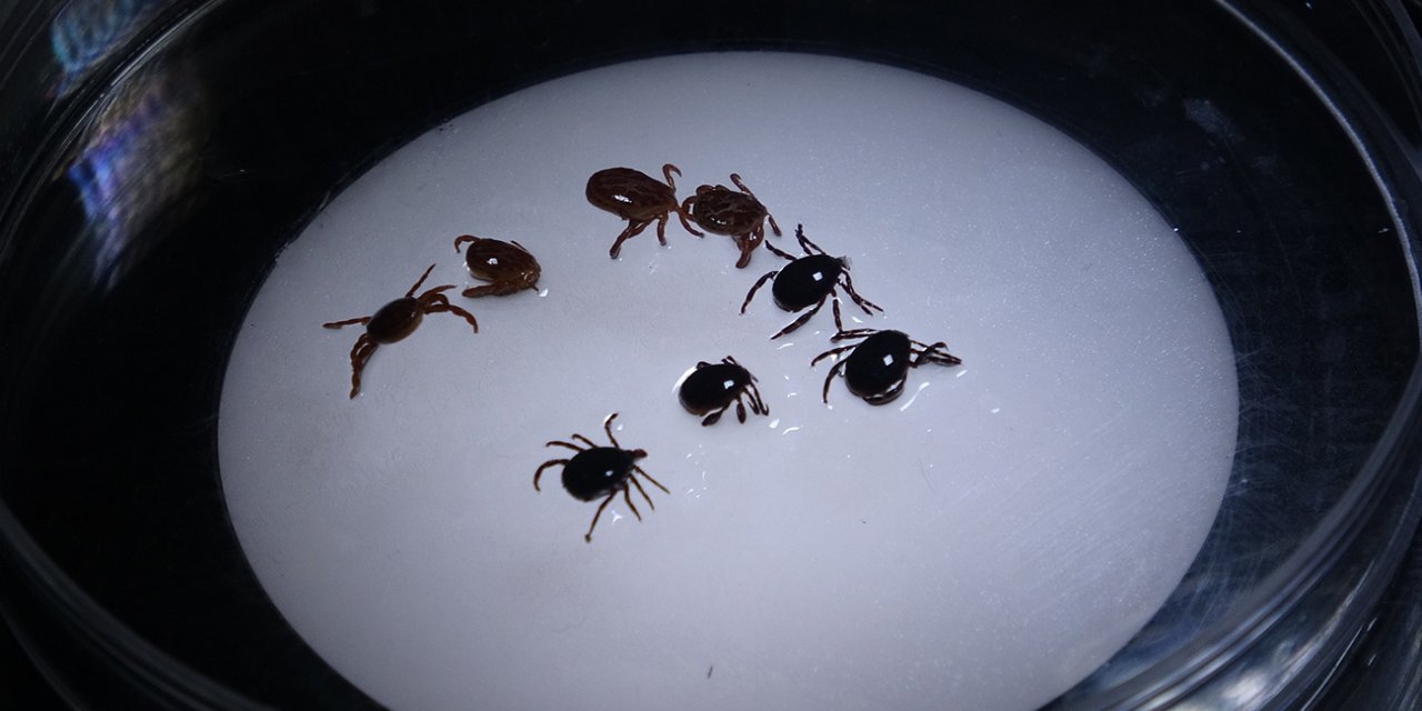 Kene İle Mücadelede Doğru Bilinen Yanlışlar