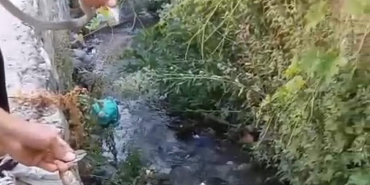 Evin tavanına yuva yapan yılanlar doğaya salındı