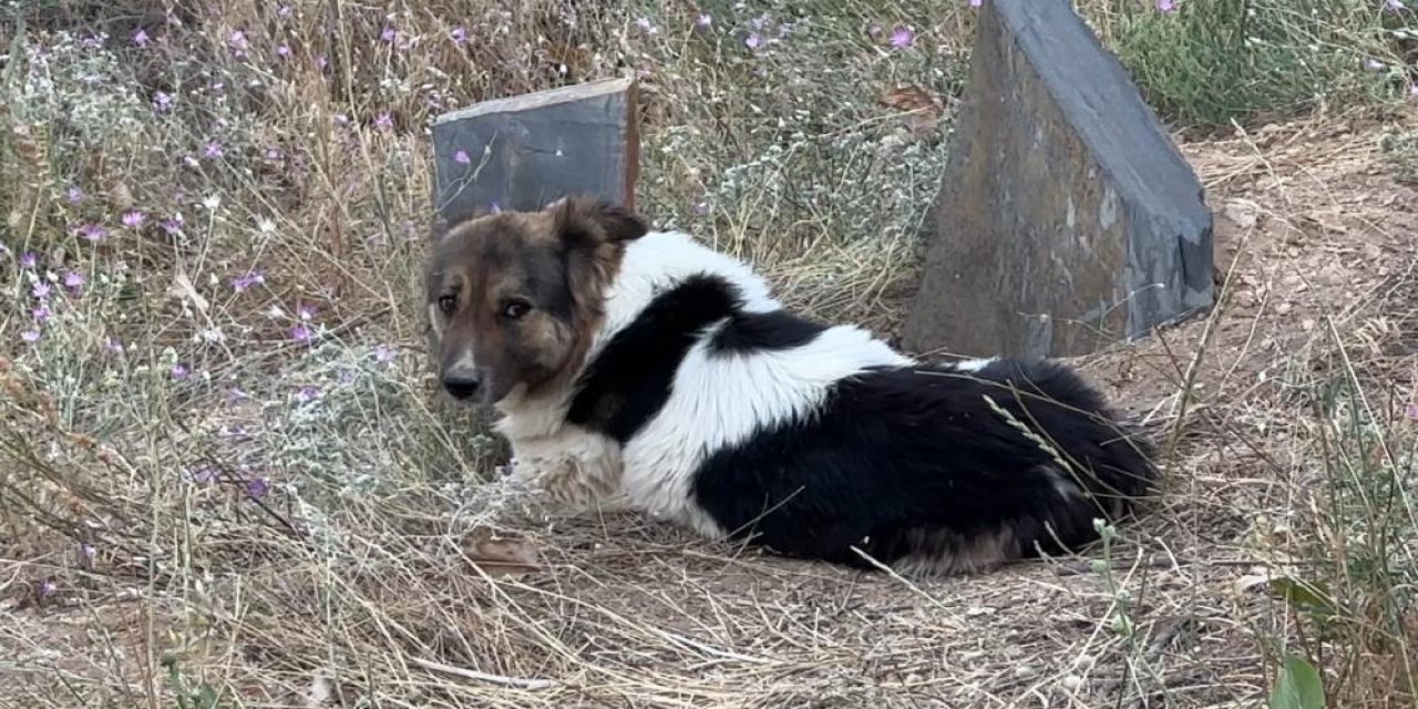 Köpekten yürek burkan vefa nöbeti