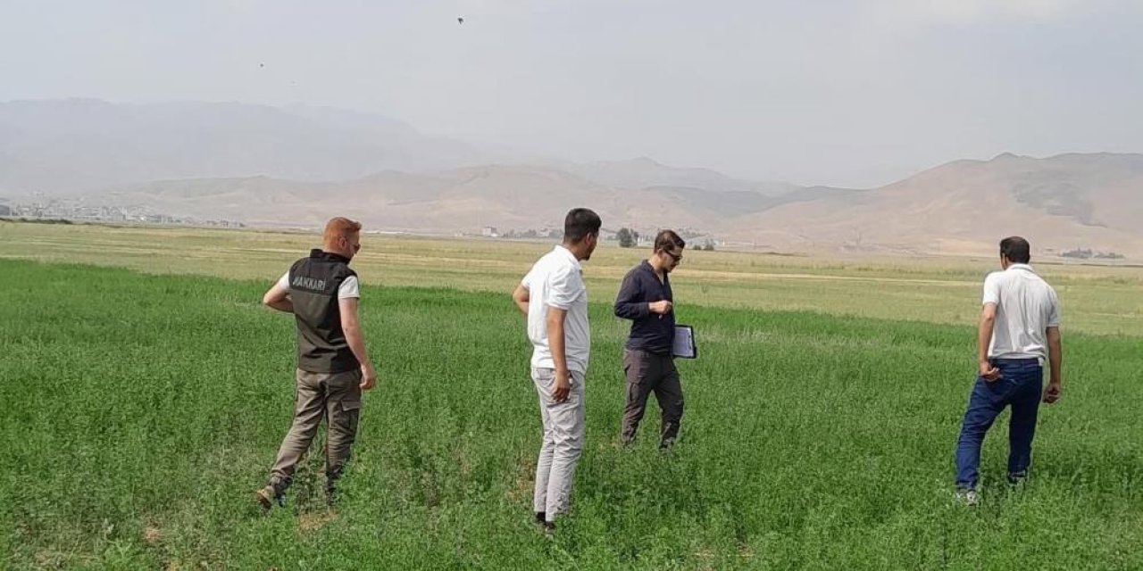 Yüksekova'da yem bitkileri incelendi