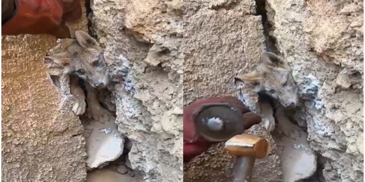 Hakkari'de mağaraya sıkışan tilki böyle kurtarıldı
